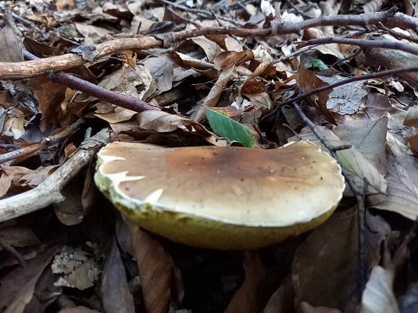 hríb smrekový Boletus edulis Bull.