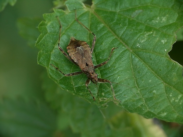 dravček Himacerus apterus