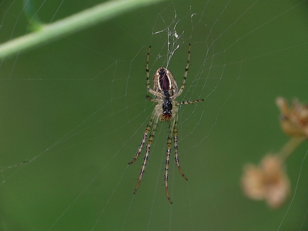 križiak lúčny Mangora acalypha