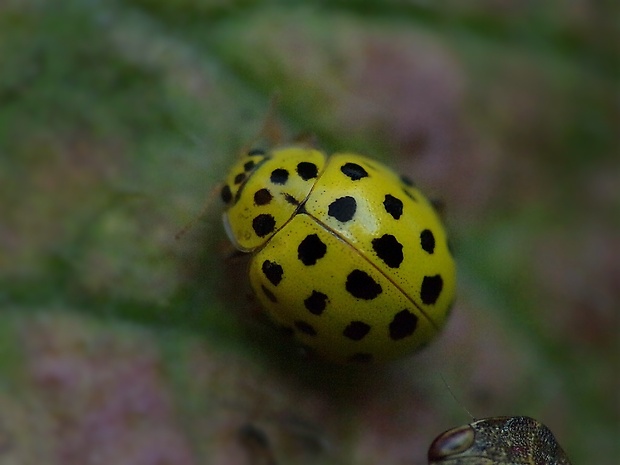 lienka múčnatá Psyllobora vigintiduopunctata