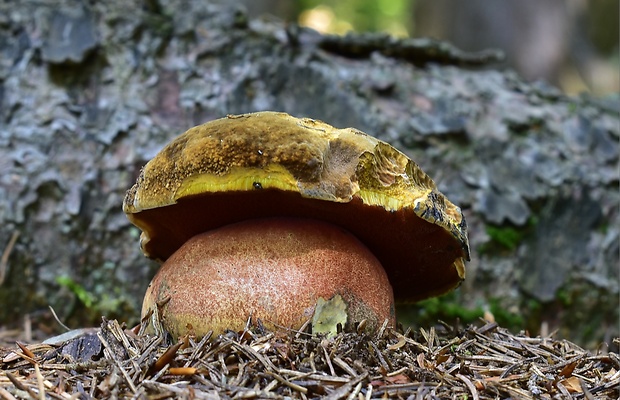 hríb zrnitohlúbikový Sutorius luridiformis (Rostk.) G. Wu & Zhu L. Yang