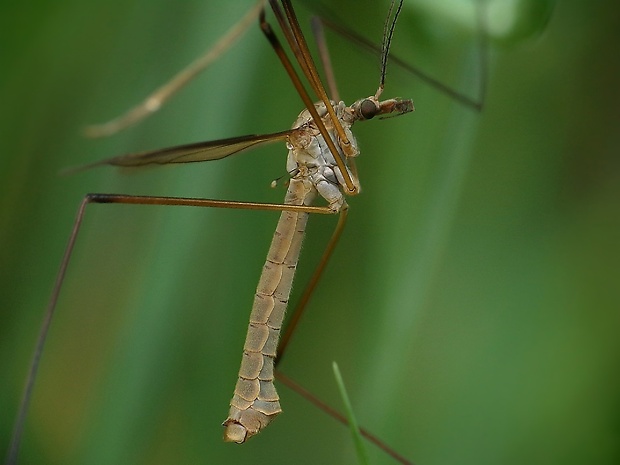 tipuľa kapustová Tipula oleracea Linnaeus, 1758