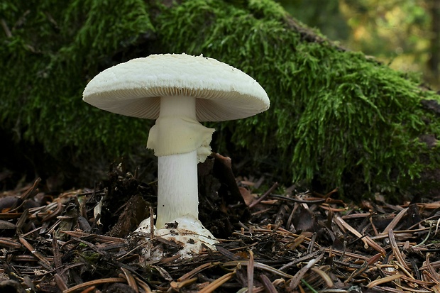 muchotrávka citrónovožltá Amanita citrina Pers.