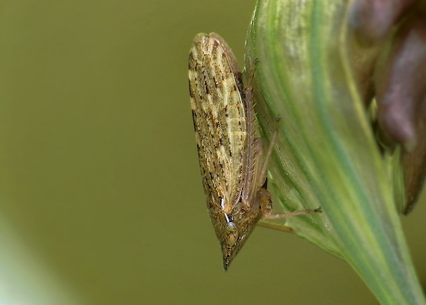 cikádka poľná ? Aphrodes bicinctus