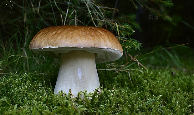 hríb smrekový Boletus edulis Bull.