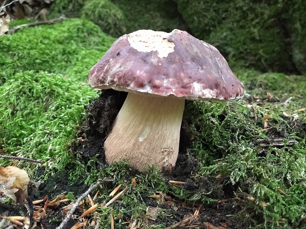 hríb sosnový Boletus pinophilus Pil. et Dermek in Pil.