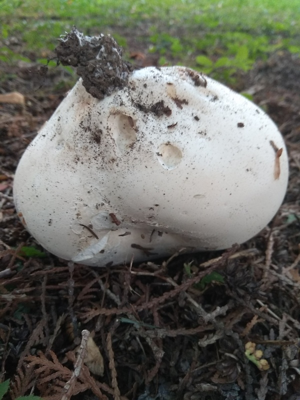 vatovec obrovský Calvatia gigantea (Batsch) Lloyd