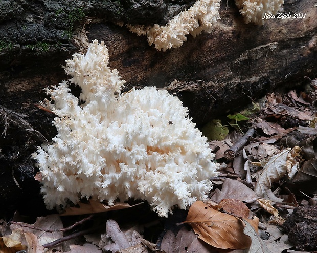 koralovec bukový Hericium coralloides (Scop.) Pers.