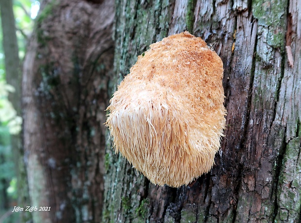 koralovec ježovitý Hericium erinaceus (Bull.) Pers.