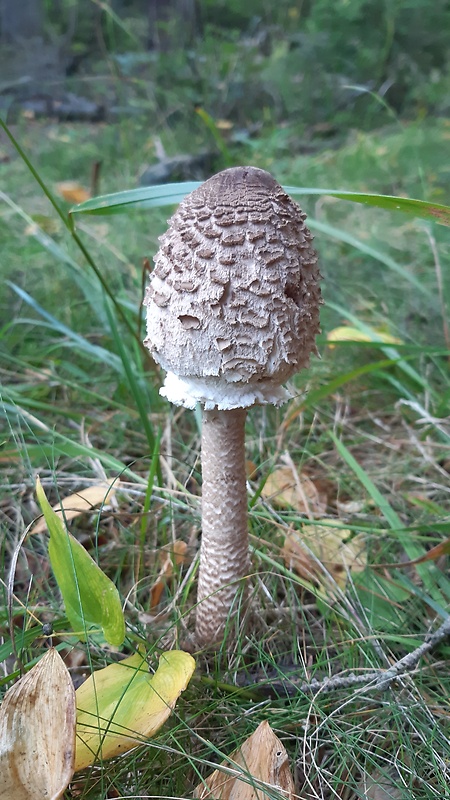 bedľa vysoká Macrolepiota procera (Scop.) Singer