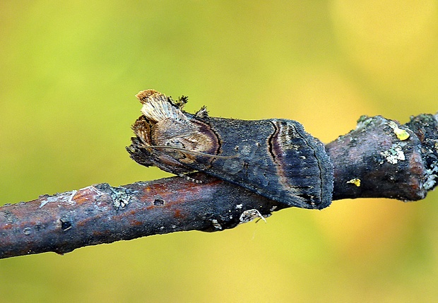 mora čiernočiará Abrostola triplasia