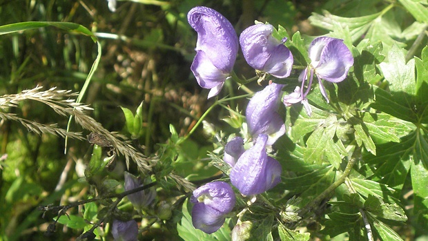 prilbica pestrá Aconitum variegatum L.