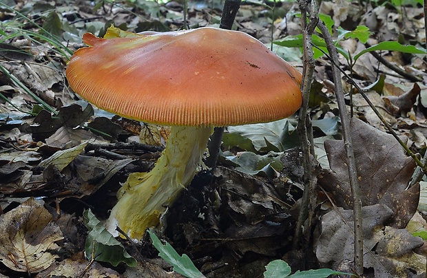 muchotrávka cisárska Amanita caesarea (Scop.) Pers.