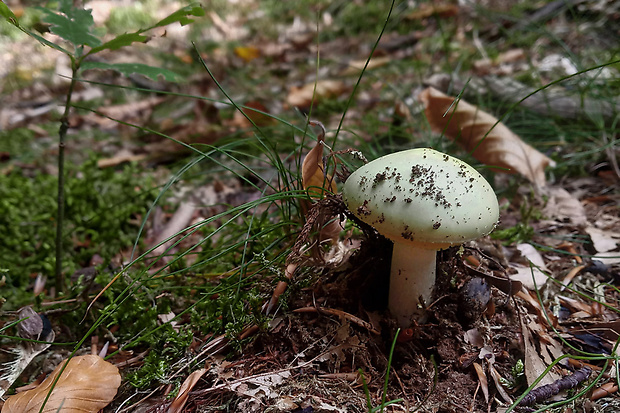 muchotrávka zelená Amanita phalloides (Vaill. ex Fr.) Link