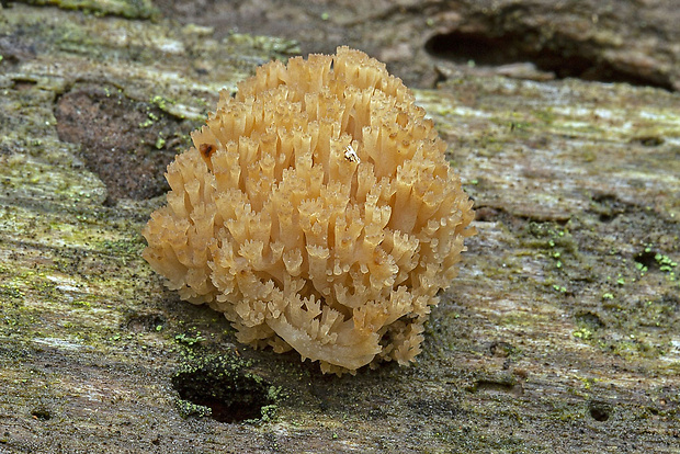 korunovec svietnikovitý Artomyces pyxidatus (Pers.) Jülich