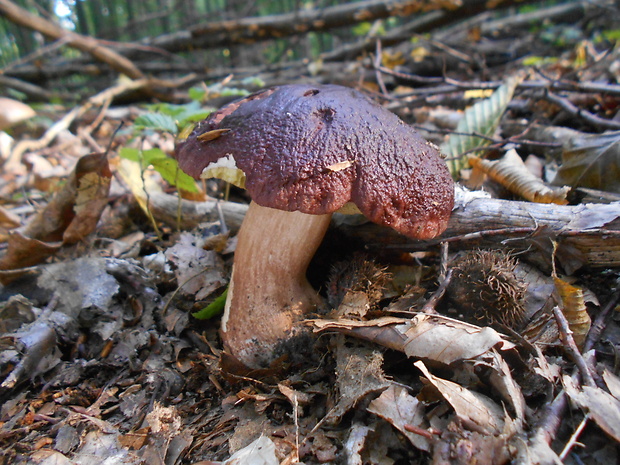 hríb sosnový Boletus pinophilus Pil. et Dermek in Pil.