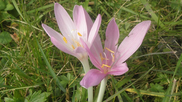 jesienka obyčajná Colchicum autumnale