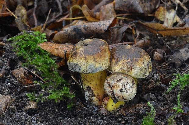 hríb modrejúci Cyanoboletus pulverulentus (Opat.) Gelardi, Vizzini & Simonini