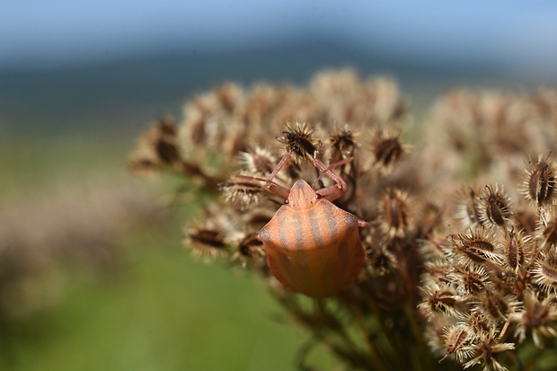 bzdocha pásavá Graphosoma italicum