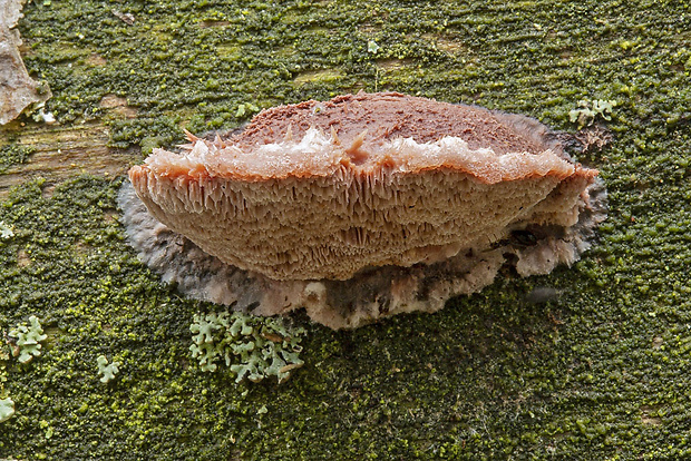 tvarohovček Leptoporus sp.