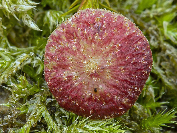 žlabatka hrášková  Neuroterus quercusbaccarum