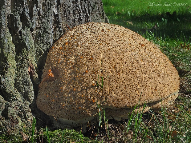 ryšavec slziaci Pseudoinonotus dryadeus (Pers.) T. Wagner & M. Fisch.