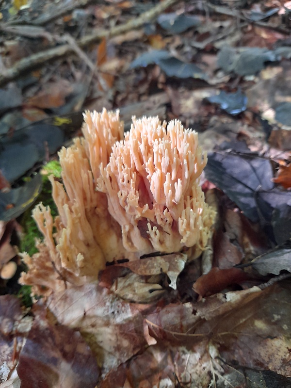 strapačka koralovitá Ramaria botrytis (Pers.) Ricken