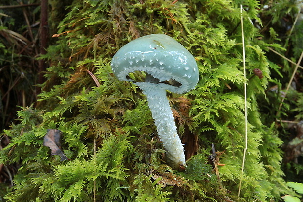 golierovka zelenkastá Stropharia aeruginosa (Curtis) Quél.