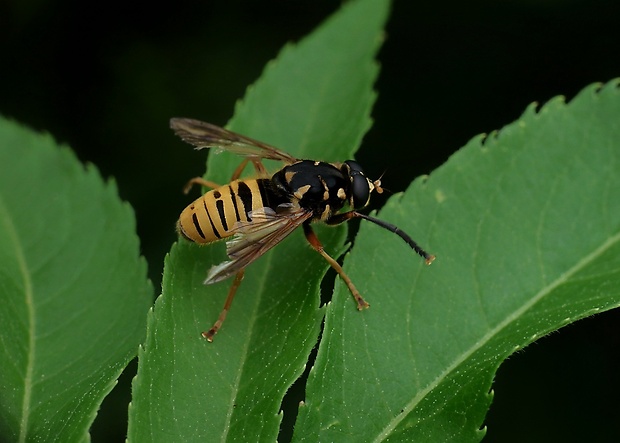 pestrica osovitá Temnostoma vespiforme