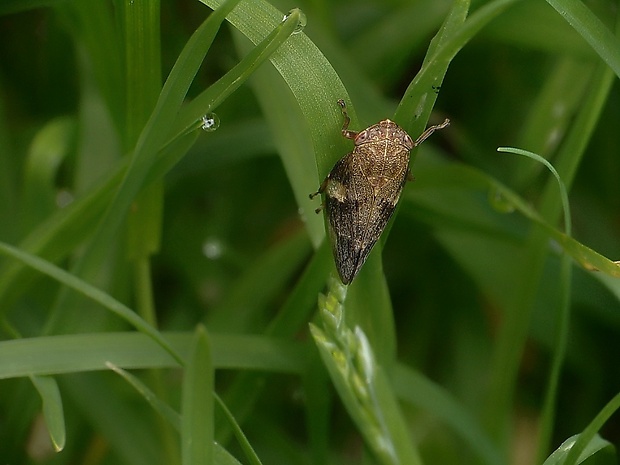 peniarka jelšová Aphrophora alni