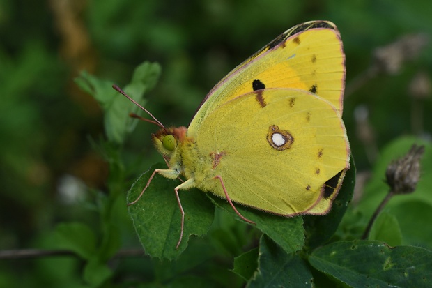 žltáčik vičencový Colias crocea