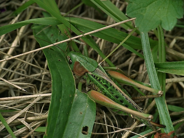 kobylka hryzavá Decticus verrucivorus