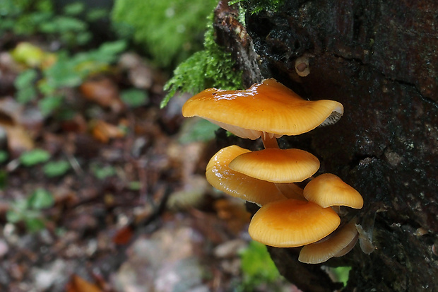 plamienka Flammulina sp.