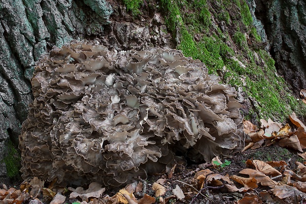 trsovnica lupeňovitá Grifola frondosa (Dicks.) Gray