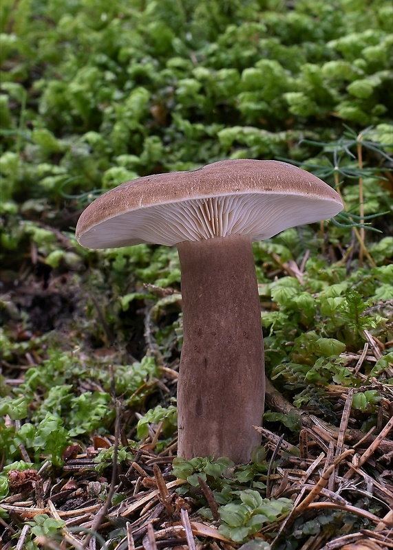 rýdzik sadzový Lactarius picinus Fr.