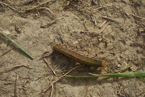 sivkavec lobodový Trachea atriplicis