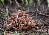 podpňovka obyčajná