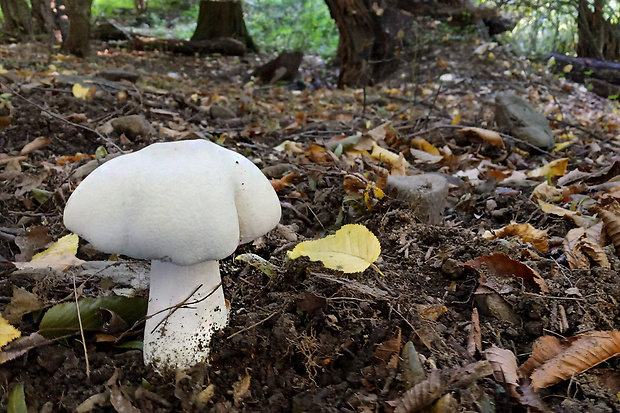 pečiarka  Agaricus