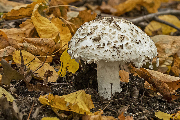 muchotrávka šiškovitá Amanita strobiliformis Gonn. & Rabenh.