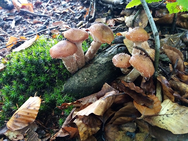 podpňovka Armillaria sp.