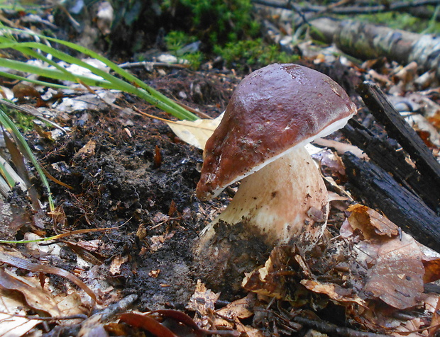 hríb sosnový Boletus pinophilus Pil. et Dermek in Pil.