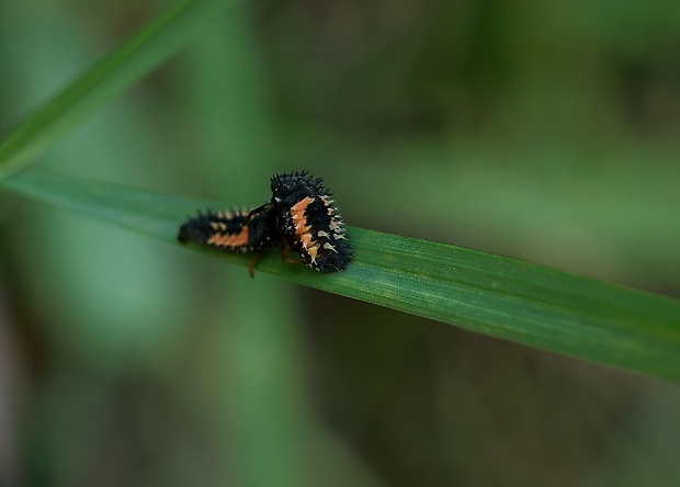 lienka - larva Harmonia axyridis