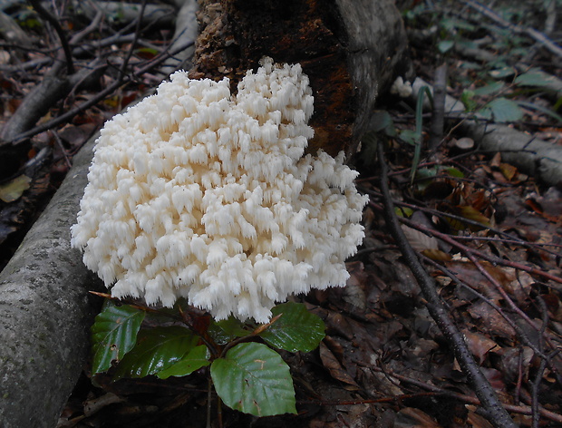 koralovec bukový Hericium coralloides (Scop.) Pers.