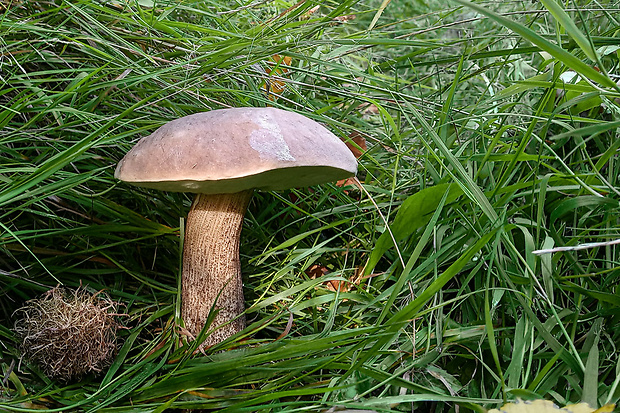 kozák topoľový Leccinum duriusculum (Schulzer ex Kalchbr.) Singer