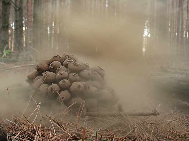 prášnica hruškovitá Lycoperdon pyriforme Schaeff.