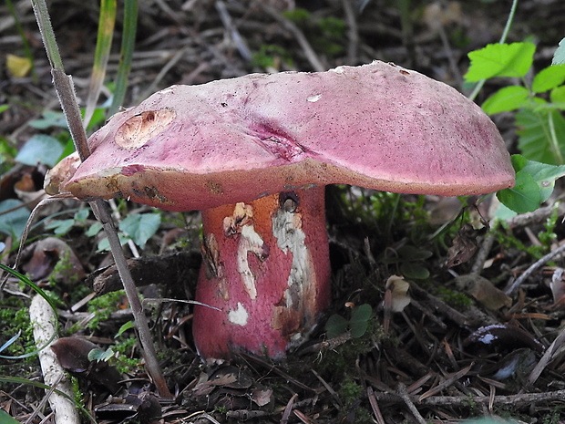 hríb úhľadný horský Rubroboletus rubrosanguineus (Cheype) Kuan Zhao & Zhu L. Yang