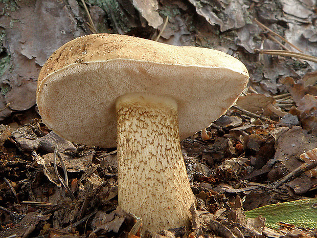 podhríb žlčový Tylopilus felleus (Bull.) P. Karst.