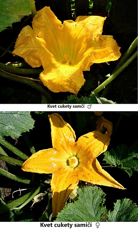 cuketa - samičí kvet