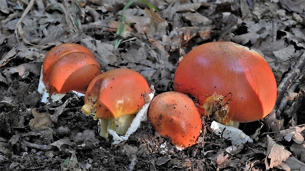 muchotrávka cisárska Amanita caesarea (Scop.) Pers.