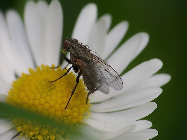 kvetárka Anthomyia confusanea